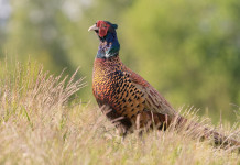 Calendario venatorio, Emilia Romagna presenta appello Calendario venatorio, Emilia Romagna presenta appello: fagiano in ambiente naturale