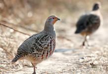 Calendario venatorio Emilia Romagna, interrogazione su compensazioni Calendario venatorio dell’Emilia Romagna: starna in primo piano, in ambiente naturale