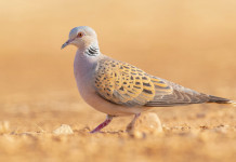 Calendario venatorio della Campania, cacciatori contro giunta Calendario venatorio della Campania: tortora (Streptopelia turtur)