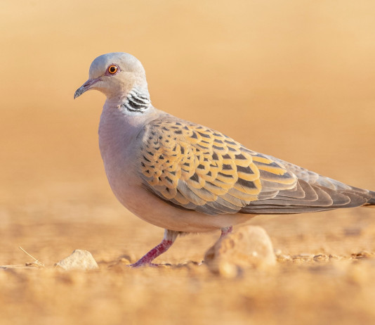 Calendario venatorio della Campania, cacciatori contro giunta Calendario venatorio della Campania: tortora (Streptopelia turtur)