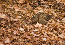 Calendario venatorio delle Marche, le richieste della Fidc Calendario venatorio delle Marche: beccaccia tra le foglie