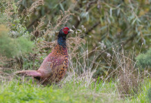 Calendario venatorio dell’Emilia Romagna, lettera dei cacciatori alla giunta Calendario venatorio dell’Emilia Romagna, lettera dei cacciatori alla giunta: fagiano in ambiente naturale