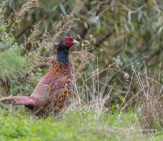 Calendario venatorio dell’Emilia Romagna, lettera dei cacciatori alla giunta Calendario venatorio dell’Emilia Romagna, lettera dei cacciatori alla giunta: fagiano in ambiente naturale