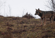 Censimento predazioni da lupo: l’impatto sui cani Censimento predazioni da lupo l'impatto sui cani