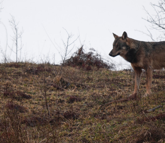 Censimento predazioni da lupo: l’impatto sui cani Censimento predazioni da lupo l'impatto sui cani