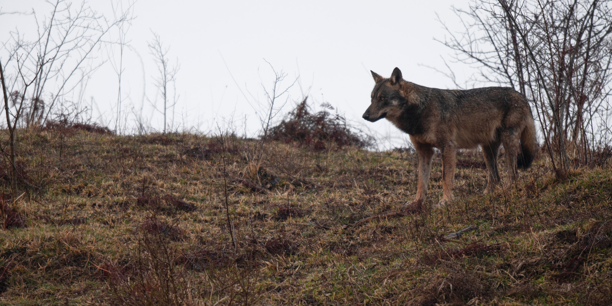 Censimento predazioni da lupo l'impatto sui cani