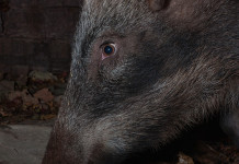 Cinghiale e capriolo nella notte cinghiale e capriolo nella notte