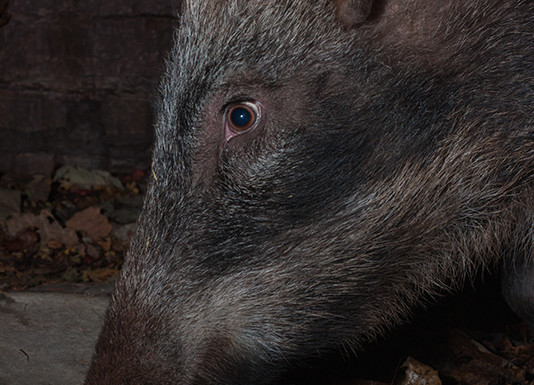 Cinghiale e capriolo nella notte cinghiale e capriolo nella notte
