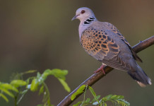 Di nuovo il Tar, niente caccia alla tortora in Campania Di nuovo il Tar, niente tortora in Campania: tortora su un ramo