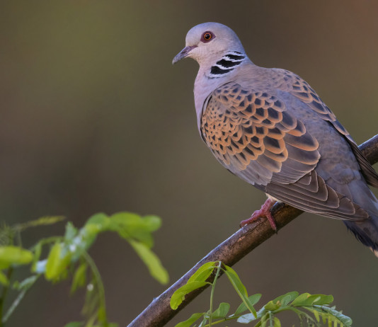 Di nuovo il Tar, niente caccia alla tortora in Campania Di nuovo il Tar, niente tortora in Campania: tortora su un ramo