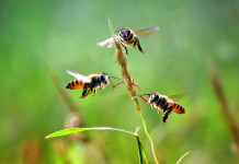 Difendersi dagli insetti a caccia Difendersi dagli insetti a caccia: tre api intorno a un fiore