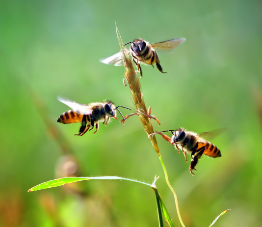 Difendersi dagli insetti a caccia Difendersi dagli insetti a caccia: tre api intorno a un fiore