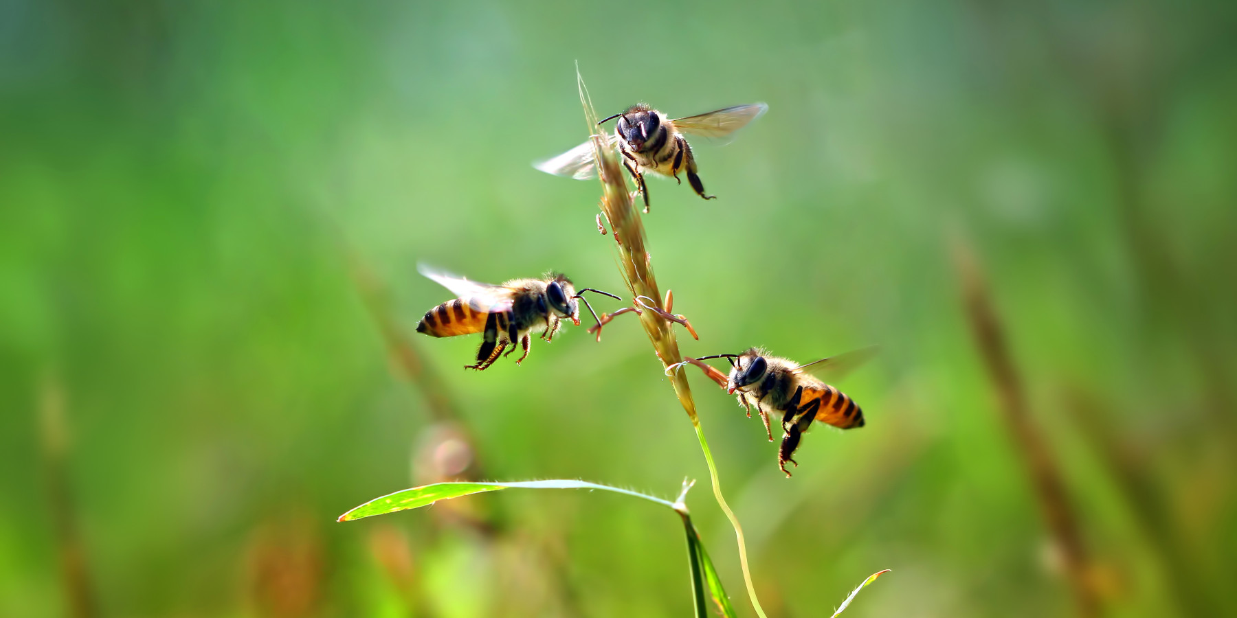 Difendersi dagli insetti a caccia: tre api intorno a un fiore