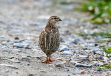 Doppia modifica al calendario venatorio della Sardegna Doppio aggiornamento al calendario venatorio della Sardegna: quaglia (coturnix coturnix)