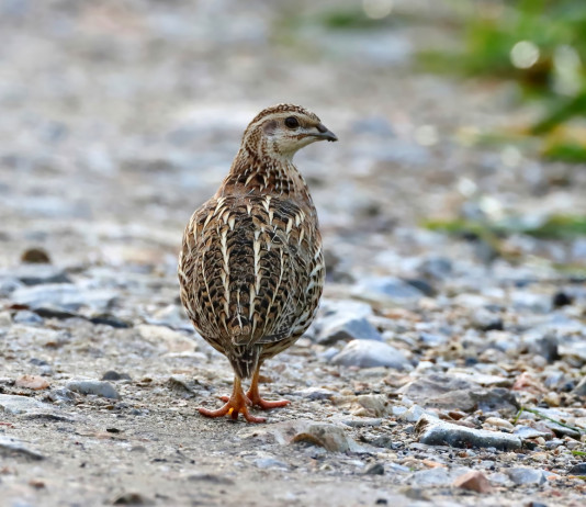 Doppia modifica al calendario venatorio della Sardegna Doppio aggiornamento al calendario venatorio della Sardegna: quaglia (coturnix coturnix)