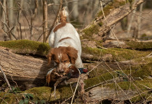 Epagneul breton, tra Inghilterra, Stati Uniti e Italia Epagneul breton, tra Inghilterra, Stati Uniti e Italia