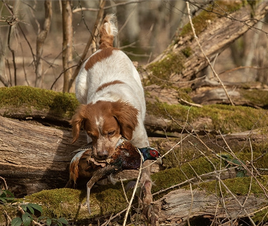 Epagneul breton, tra Inghilterra, Stati Uniti e Italia Epagneul breton, tra Inghilterra, Stati Uniti e Italia