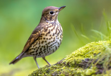 Giornate integrative per la caccia alla migratoria in Toscana, il chiarimento Giornate integrative per la caccia alla migratoria in Toscana, il chiarimento: tordo bottaccio