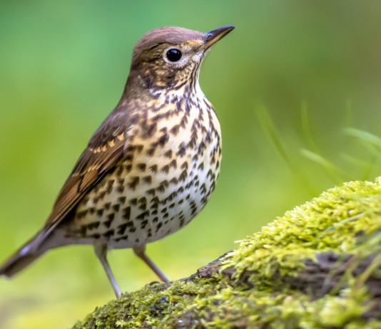 Giornate integrative per la caccia alla migratoria in Toscana, il chiarimento Giornate integrative per la caccia alla migratoria in Toscana, il chiarimento: tordo bottaccio