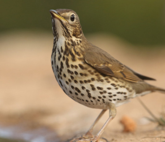 Giunta modifica calendario venatorio della Campania Giunta modifica calendario venatorio della Campania: tordo bottaccio