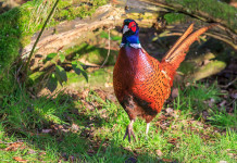 Il Tar accoglie il ricorso sul calendario venatorio della Campania Il Tar accoglie il ricorso sul calendario venatorio della Campania: fagiano maschio