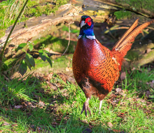 Il Tar accoglie il ricorso sul calendario venatorio della Campania Il Tar accoglie il ricorso sul calendario venatorio della Campania: fagiano maschio