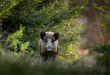 In Gazzetta la quinta ordinanza del commissario alla peste suina africana In Gazzetta la quinta ordinanza del commissario alla peste suina africana: cinghiale nella foresta