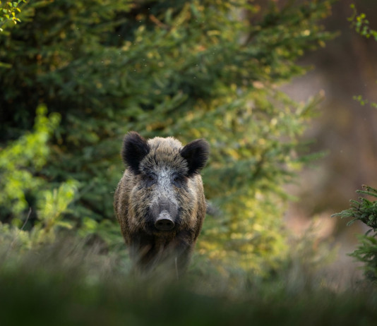 In Gazzetta la quinta ordinanza del commissario alla peste suina africana In Gazzetta la quinta ordinanza del commissario alla peste suina africana: cinghiale nella foresta