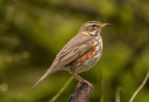 Ritirato il ricorso cautelare sul calendario venatorio della Lombardia La Lac rinuncia al ricorso cautelare sul calendario venatorio della Lombardia: tordo sassello nel bosco, su un ramo