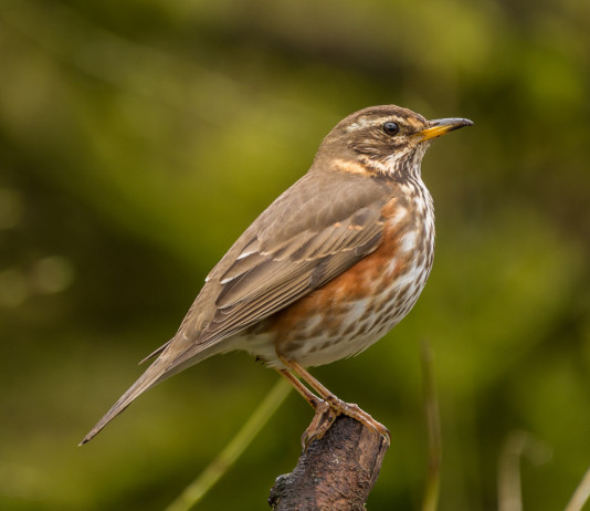 Ritirato il ricorso cautelare sul calendario venatorio della Lombardia La Lac rinuncia al ricorso cautelare sul calendario venatorio della Lombardia: tordo sassello nel bosco, su un ramo