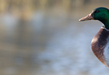 La caccia in Veneto resta aperta La caccia in Veneto resta aperta: germano reale in ambiente acquatico