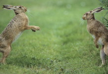 Lepre: come sta quando la volpe non c’è Lepre come sta quando la volpe non c’è: due lepri nell'erba