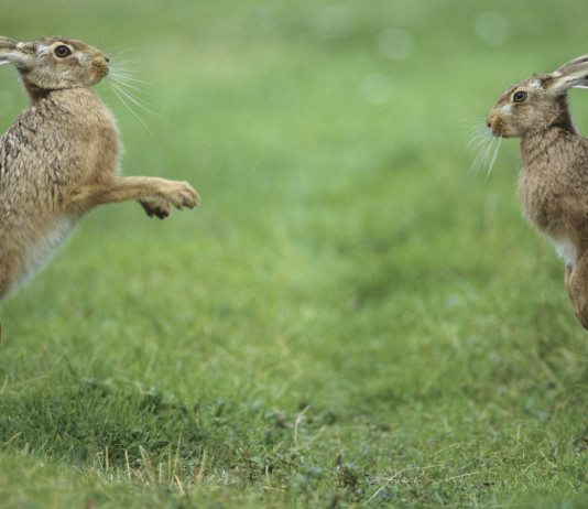 Lepre: come sta quando la volpe non c’è Lepre come sta quando la volpe non c’è: due lepri nell'erba