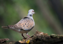 Ok alla preapertura della caccia in Campania Ok alla preapertura della caccia in Campania: tortora vista da dietro, su un ramo