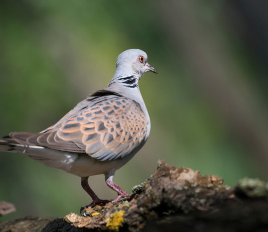 Ok alla preapertura della caccia in Campania Ok alla preapertura della caccia in Campania: tortora vista da dietro, su un ramo