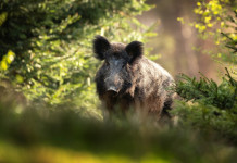 Peste suina africana, si riduce la zona rossa in Campania Peste suina africana, si riduce la zona rossa in Campania: cinghiale nella foresta