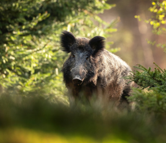Peste suina africana, si riduce la zona rossa in Campania Peste suina africana, si riduce la zona rossa in Campania: cinghiale nella foresta