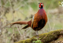 Posticipata l’apertura della caccia in Emilia Romagna Posticipata l’apertura della caccia in Emilia Romagna: fagiano