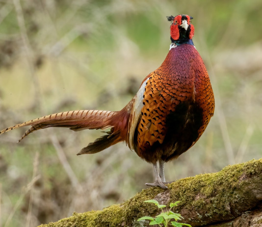 Posticipata l’apertura della caccia in Emilia Romagna Posticipata l’apertura della caccia in Emilia Romagna: fagiano