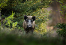 Quanti cinghiali positivi alla peste suina africana in Italia? Quanti cinghiali positivi alla peste suina africana in Italia: cinghiale nella foresta, visto frontalmente