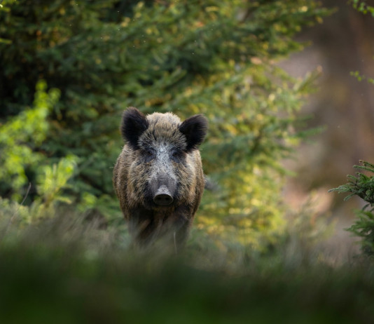 Quanti cinghiali positivi alla peste suina africana in Italia? Quanti cinghiali positivi alla peste suina africana in Italia: cinghiale nella foresta, visto frontalmente