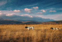 Racconti di caccia, torna il concorso della Federcaccia di Firenze Racconti di caccia: setter e pointer a caccia