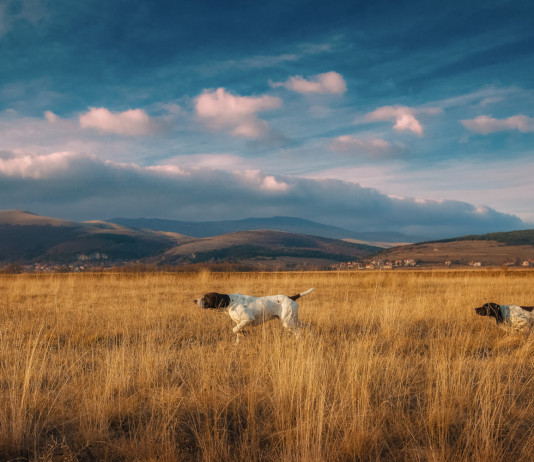 Racconti di caccia, torna il concorso della Federcaccia di Firenze Racconti di caccia: setter e pointer a caccia