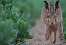 Recupero giornate di caccia alla stanziale in Emilia Romagna Recupero giornate di caccia alla stanziale in Emilia Romagna: lepre europea in corsa frontale