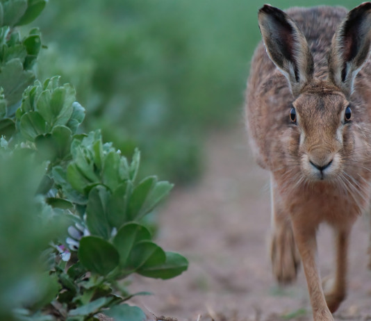 Recupero giornate di caccia alla stanziale in Emilia Romagna Recupero giornate di caccia alla stanziale in Emilia Romagna: lepre europea in corsa frontale