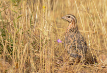 Respinto il secondo ricorso sul calendario venatorio della Sicilia Respinto il secondo ricorso sul calendario venatorio della Sicilia: quaglia in mezzo all'erba