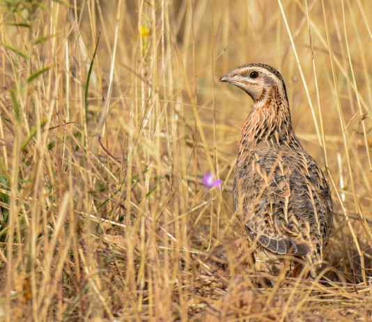 Respinto il secondo ricorso sul calendario venatorio della Sicilia Respinto il secondo ricorso sul calendario venatorio della Sicilia: quaglia in mezzo all'erba