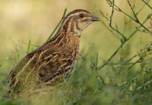 Rinviata l’apertura della caccia alla quaglia in Sardegna Rinviata l’apertura della caccia alla quaglia in Sardegna