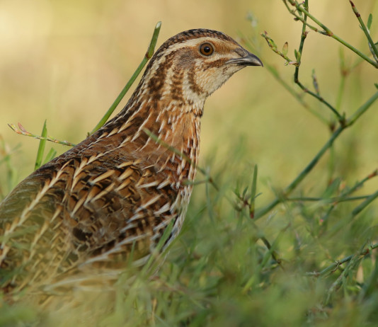 Rinviata l’apertura della caccia alla quaglia in Sardegna Rinviata l’apertura della caccia alla quaglia in Sardegna