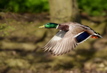 Possibile appello su calendario venatorio dell’Emilia Romagna Si valuta appello su calendario venatorio dell’Emilia Romagna: germano reale in volo